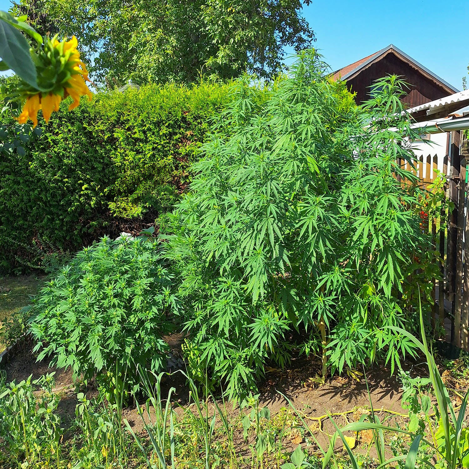 Große Cannabispflanzen im Garten