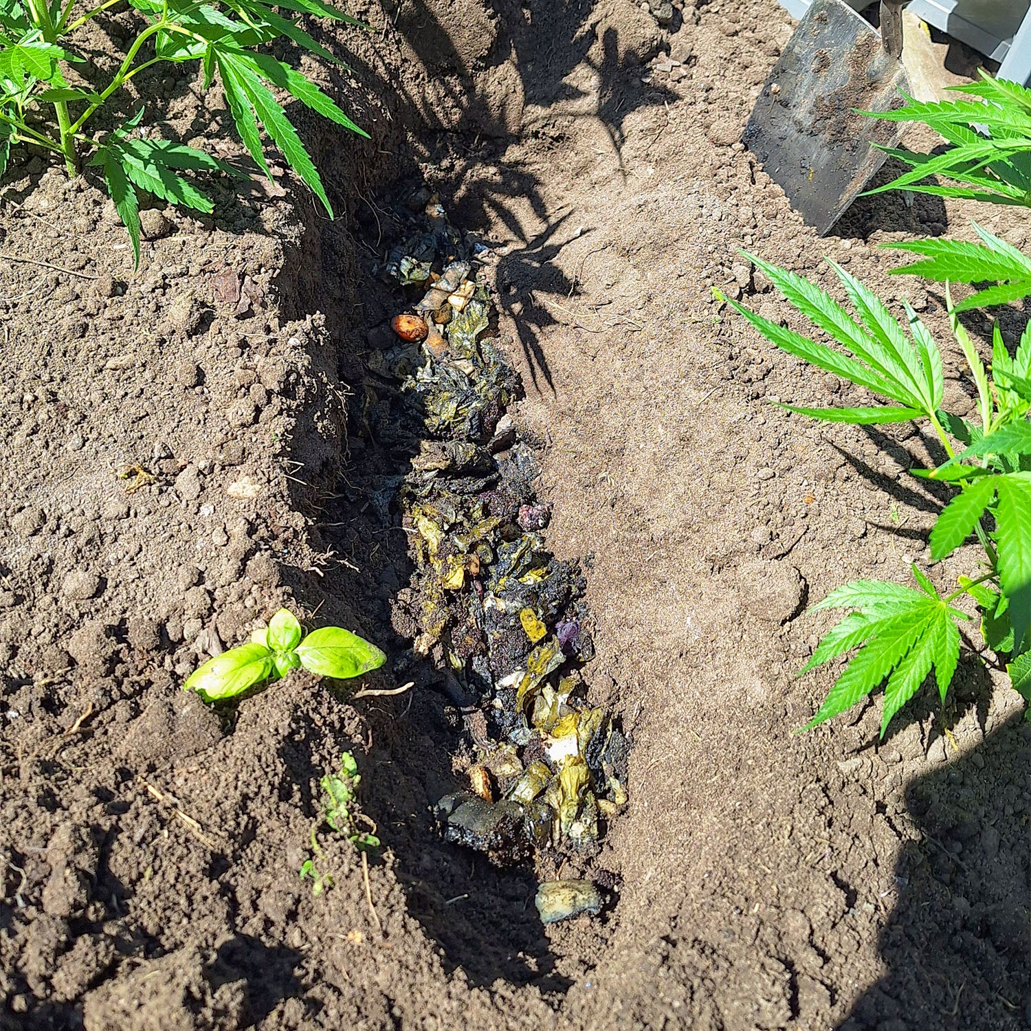 Eingebrachtes Bokashi im Beet für Cannabisanbau