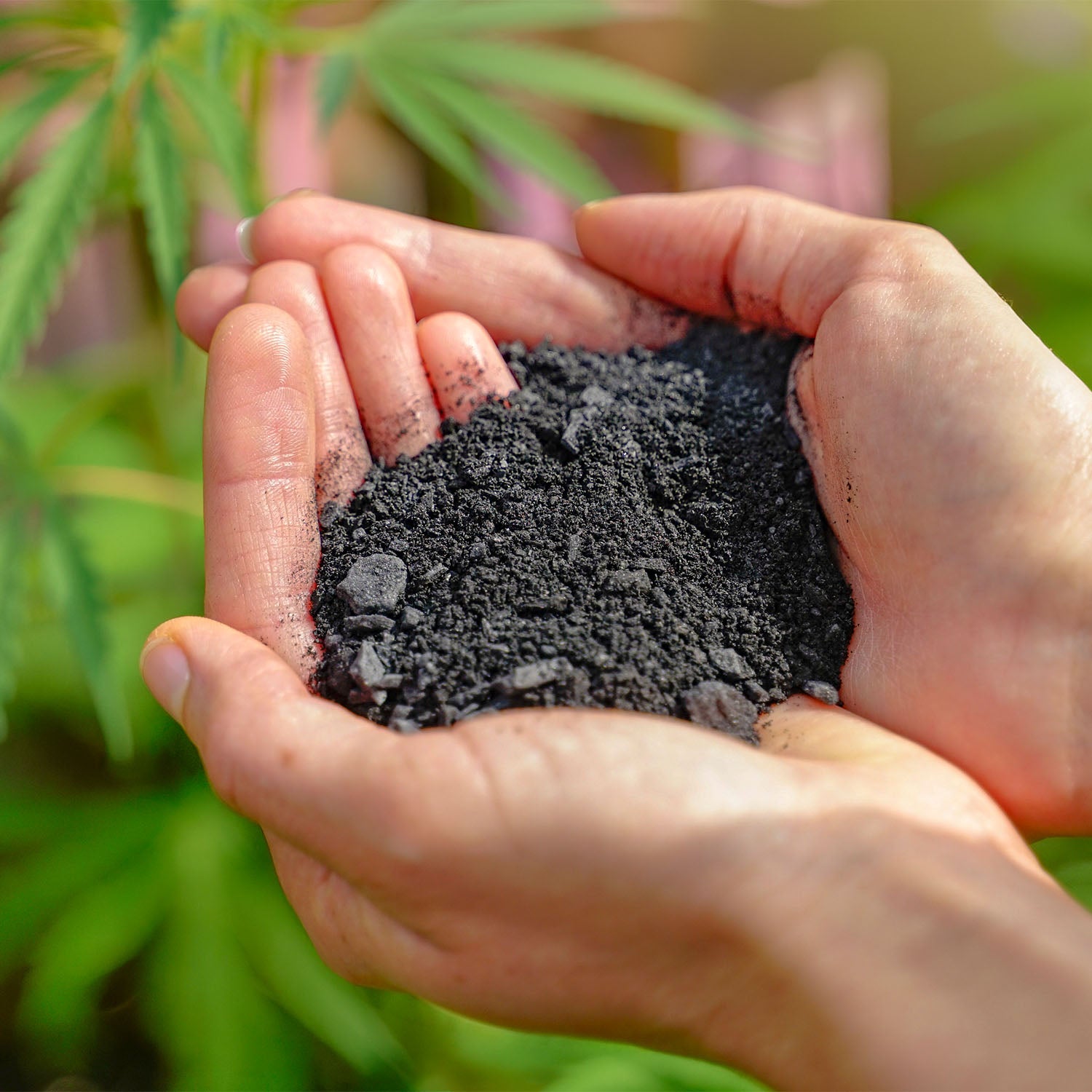 Carbon-Toni Pflanzenkohle in den Händen für optimalen Cannabisanbau