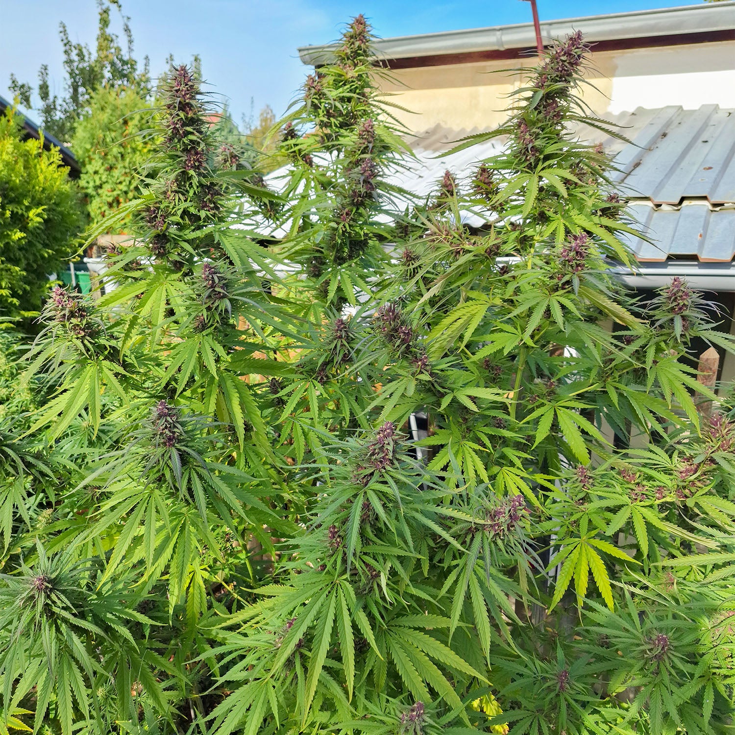 Lila Cannabisblüten im Cannabisanbau