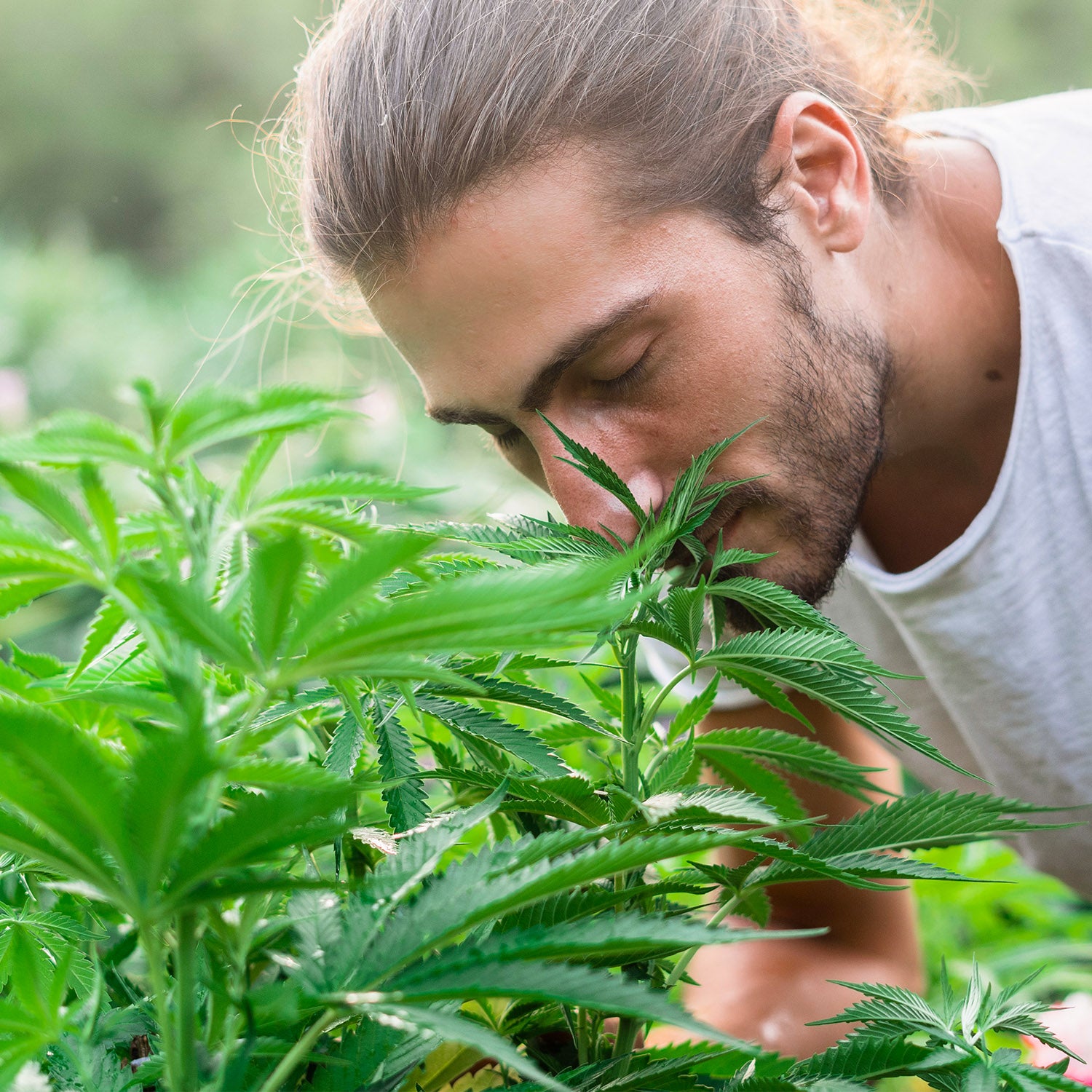 Geruch von Cannabispflanzen im richtigen Cannabisanbau