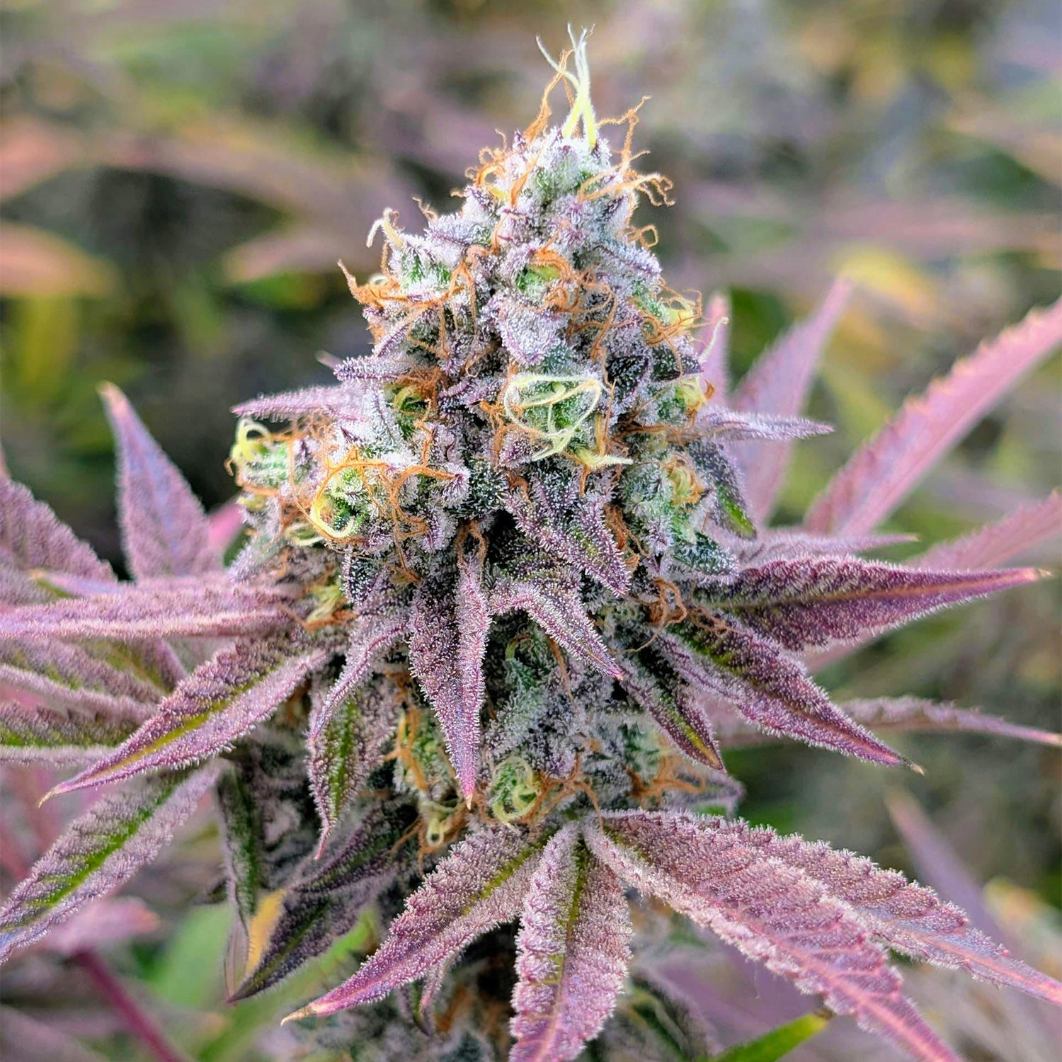 Lila Cannabisblüte bei Cannabisanbau