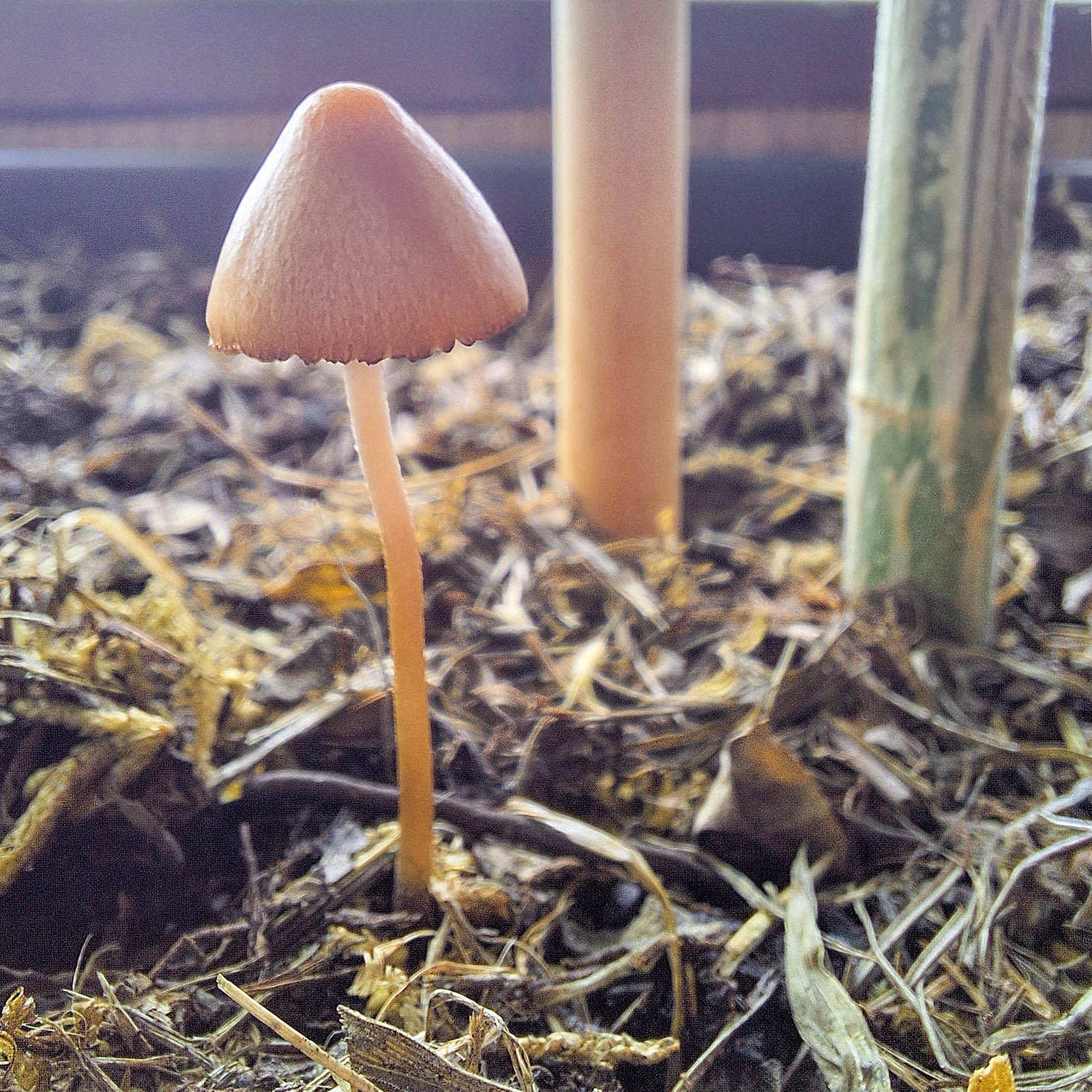 Pilz durch Mykorrhizapulver Anwendung im Cannabisanbau