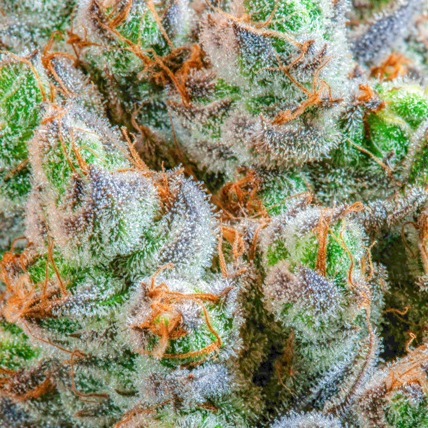 Cannabisblüten für Ernte gereift