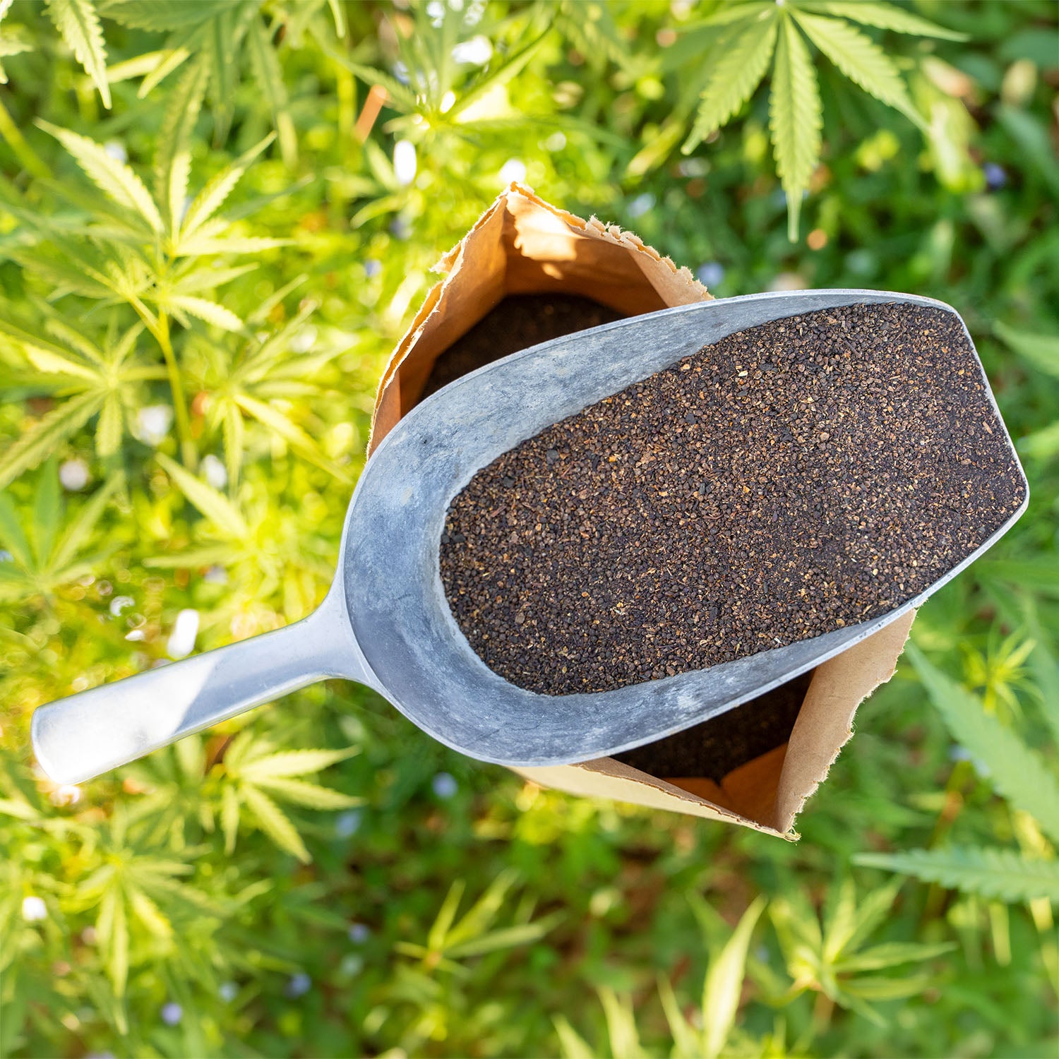 Düngergranulat für Cannabispflanzen im Cannabisanbau