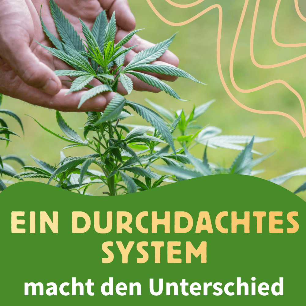 Cannabis Anzucht verbessern: Was du von Tomaten lernen kannst