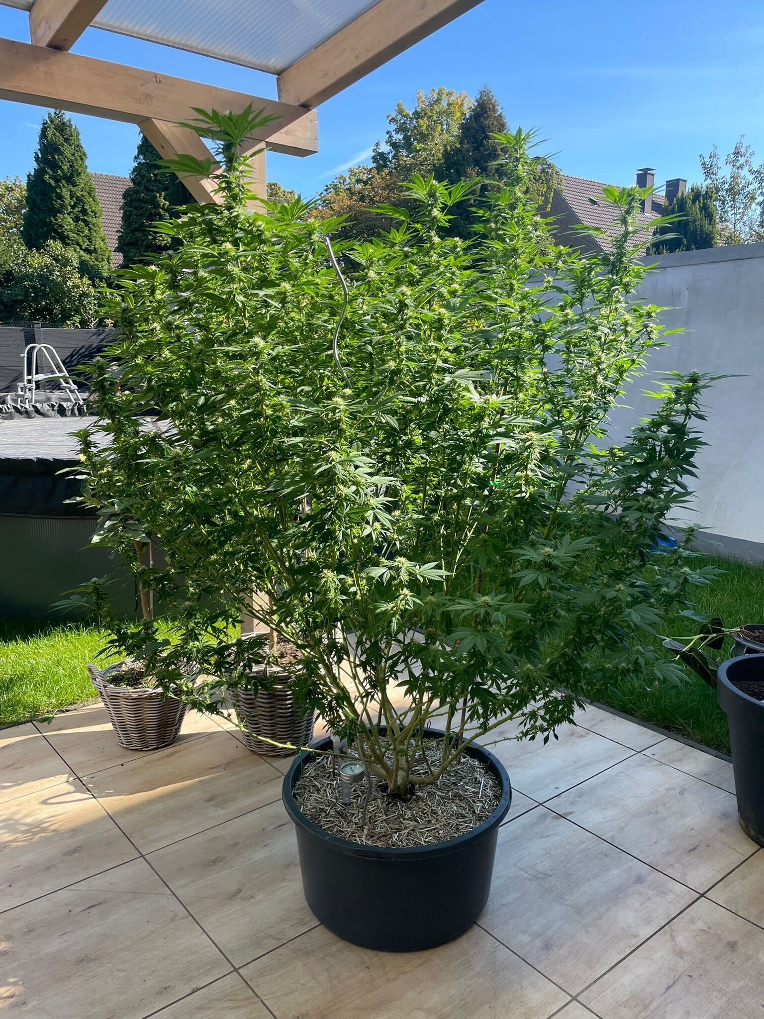 Große Cannabispflanze auf der Terrasse