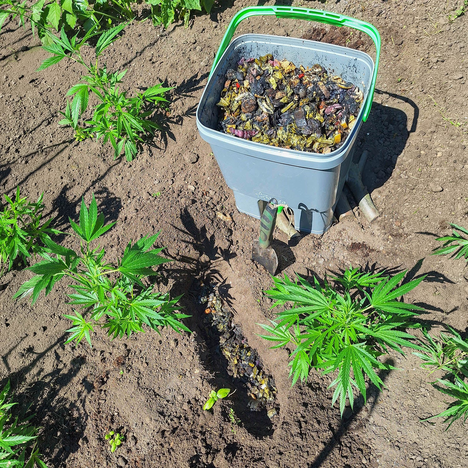 Bokashi im Cannabisbeet als Dünger für optimalen Wuchs