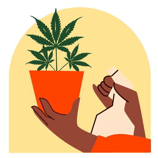 Blattmineralien Anwendung mit Sprühflasche bei Cannabispflanzen