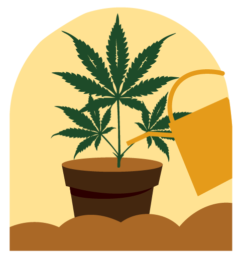 Cannabispflanze mir Gießkanne gießen