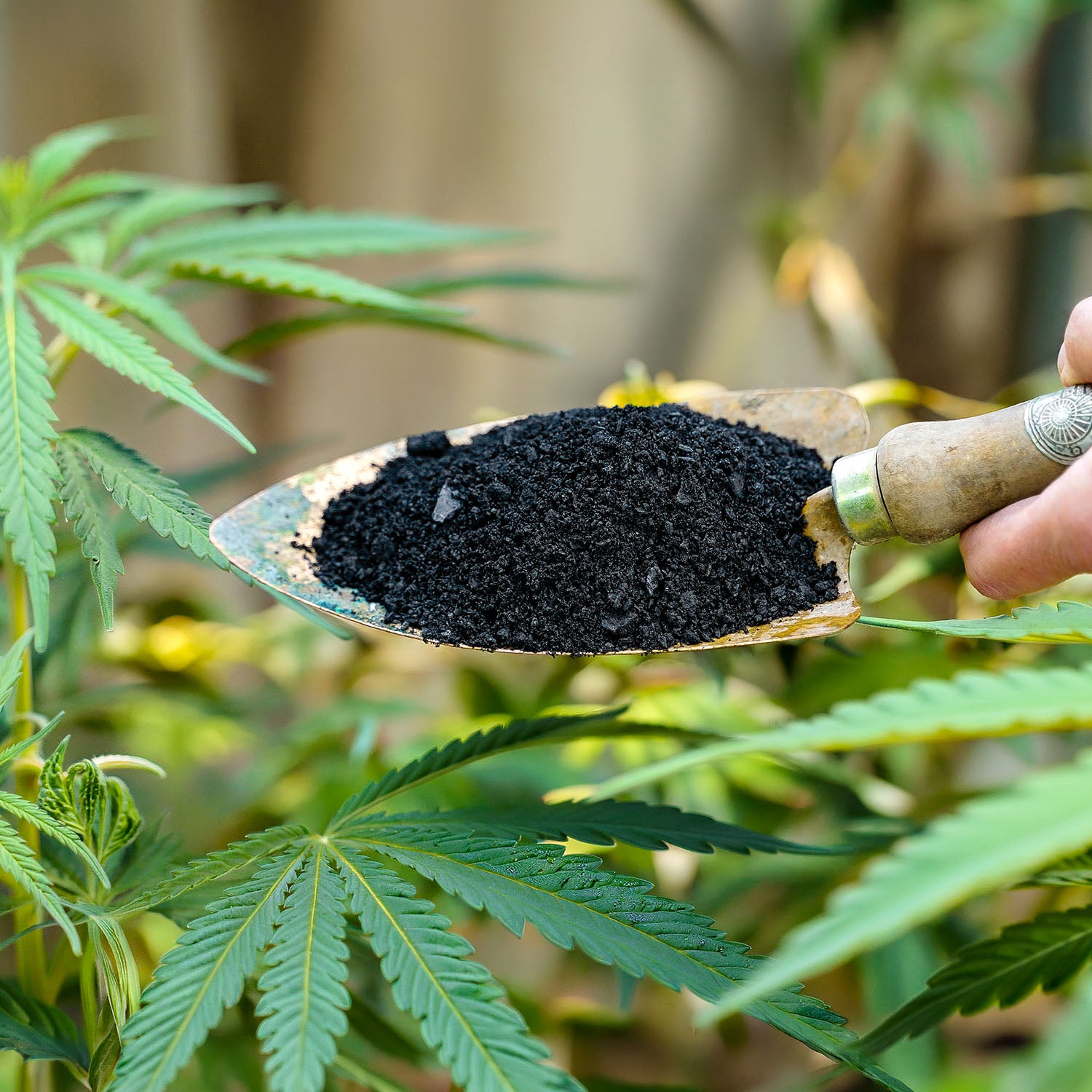 Pflanzenkohle auf Schaufel für Cannabispflanzen