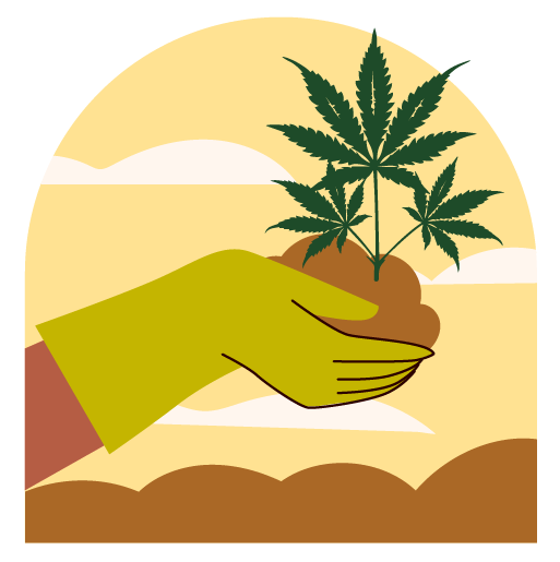 Cannabispflanze mit Hand umtopfen
