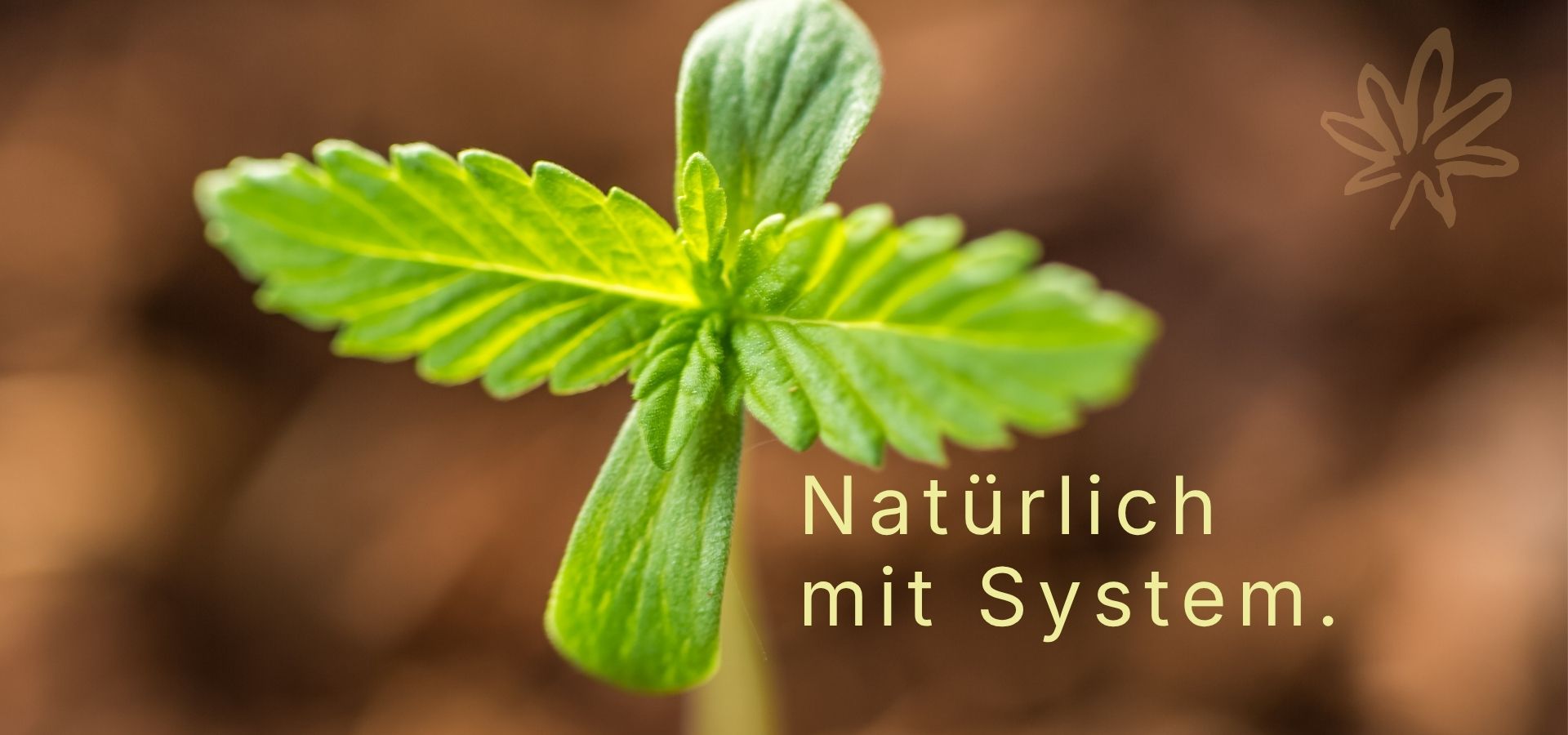 Junge Cannabispflanze