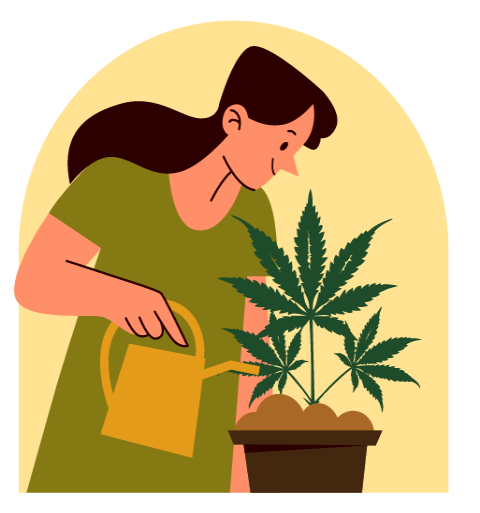Gießen von Cannabispflanze