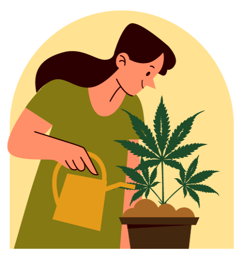 Gießen von Cannabispflanze