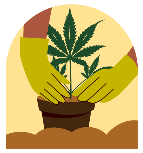 Beetbehandlung einer Cannabispflanze