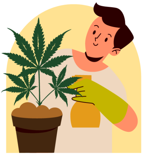 Vitalisierung einer Cannabispflanze mit Sprühflasche