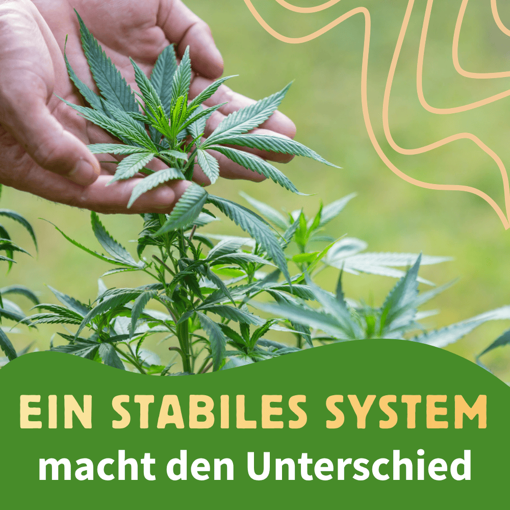 Cannabispflanze im Cannabisanbau