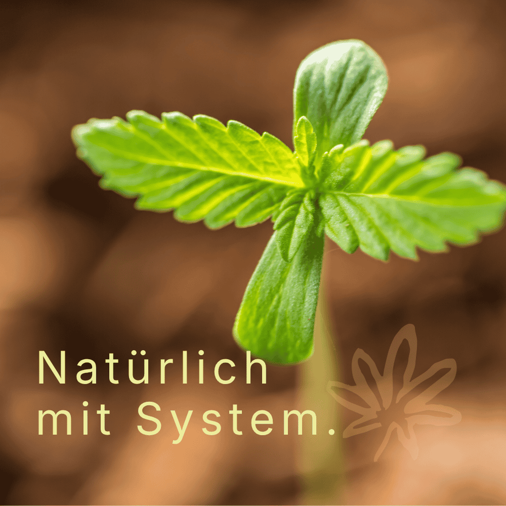 Lenziko Grow System Produkte
