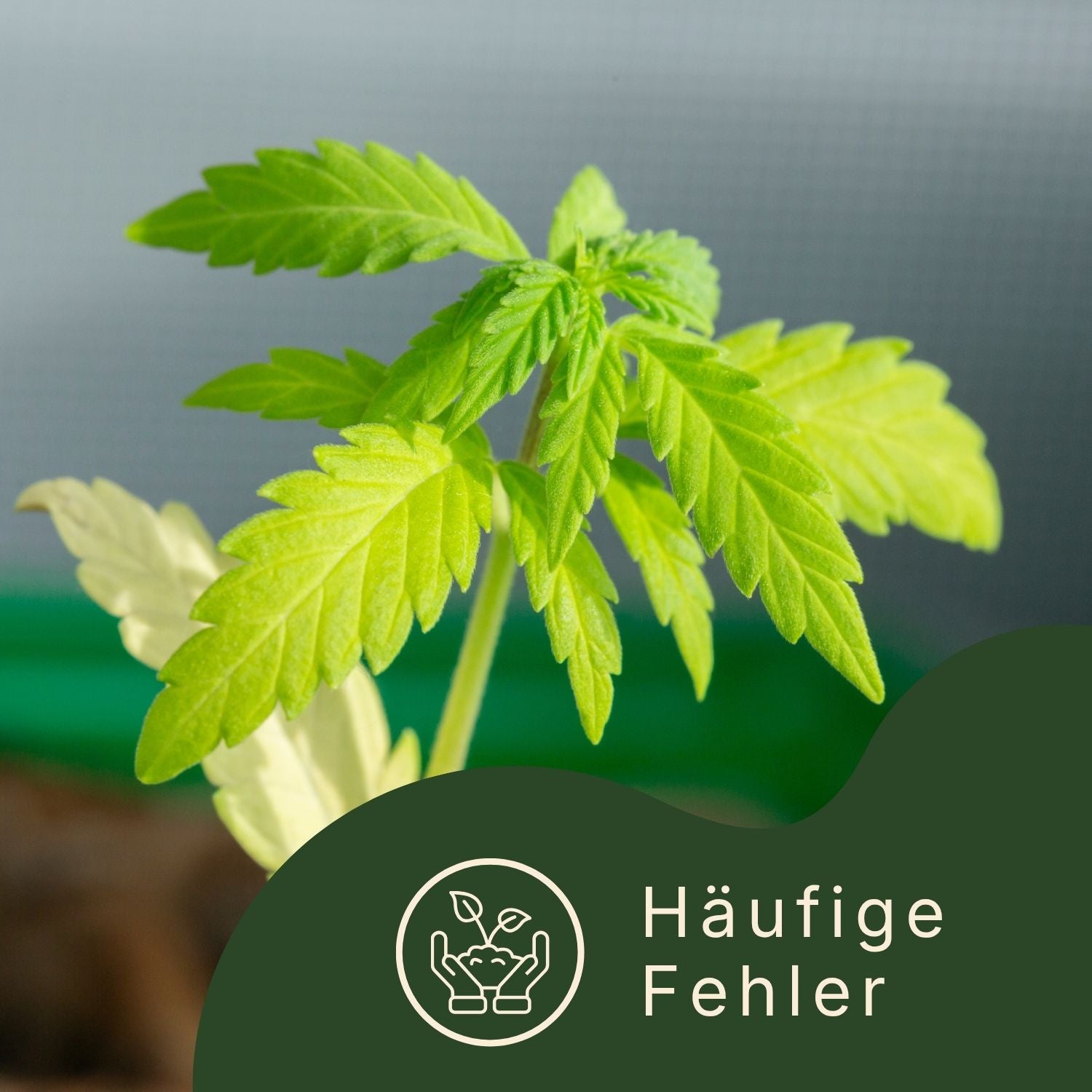 Cannabisblatt und Fehler beim Cannabisanbau