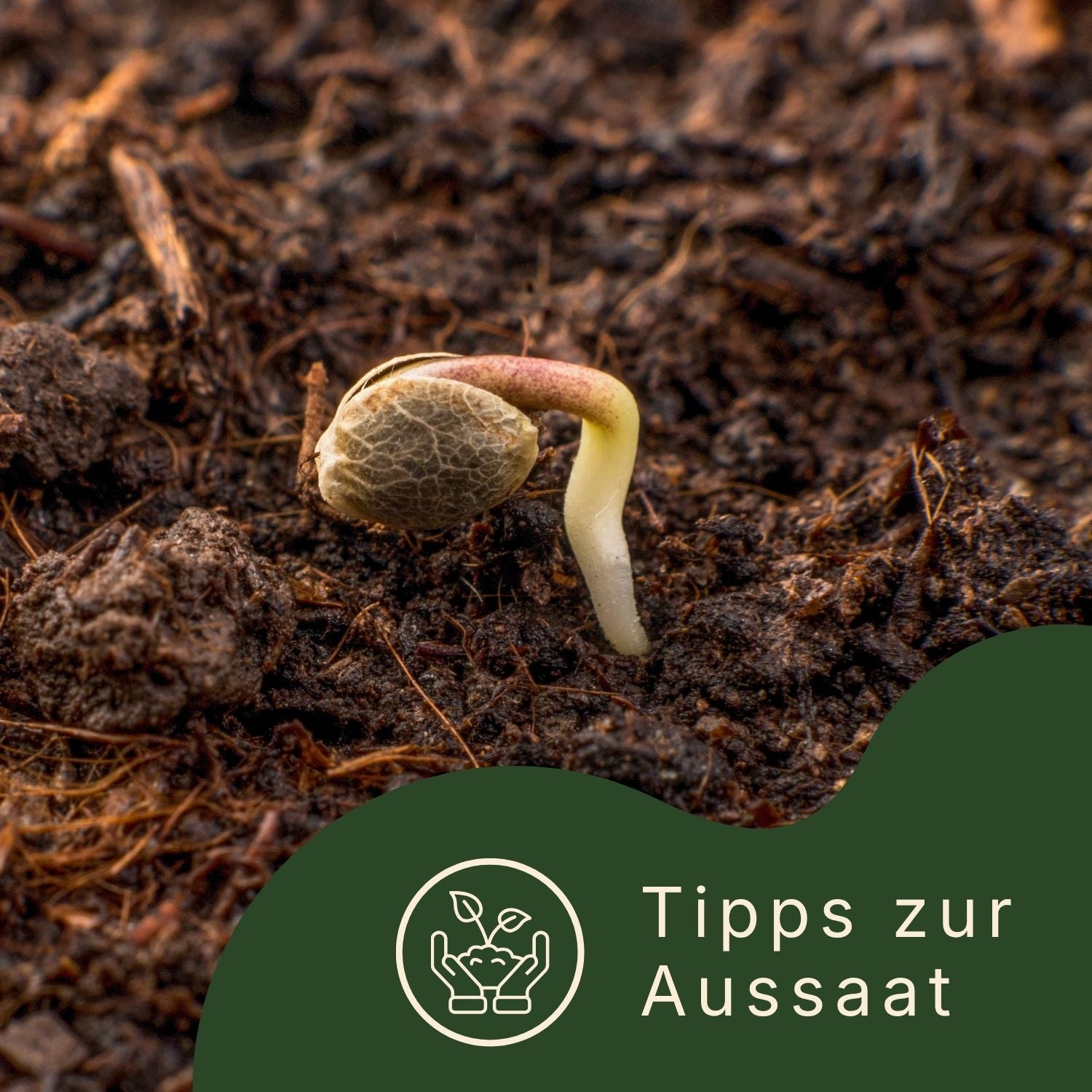 Cannabissämling und Aussaat beim Cannabisanbau