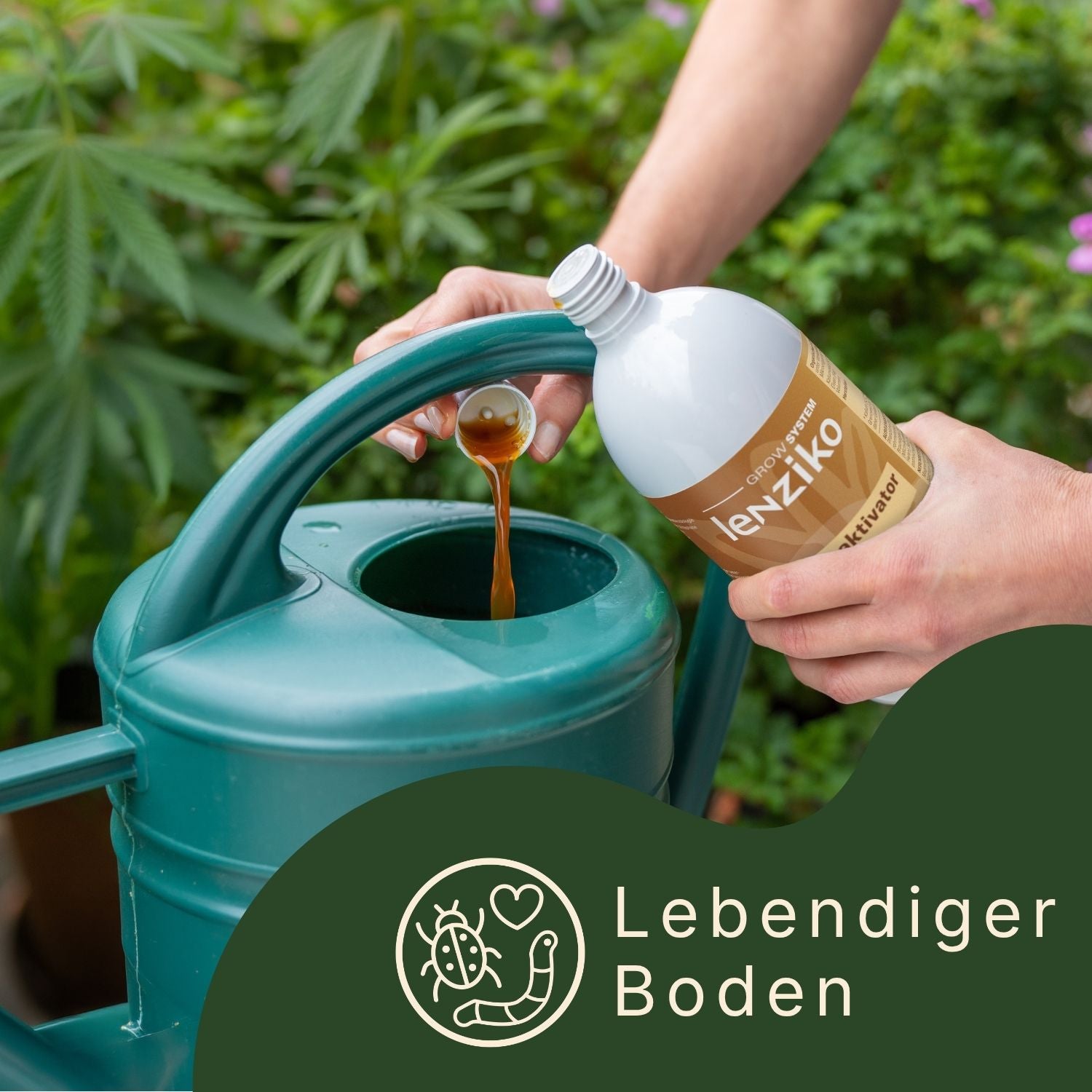 Dosierung von Bodenaktivator in Gießkanne für optimale Cannabisanbau