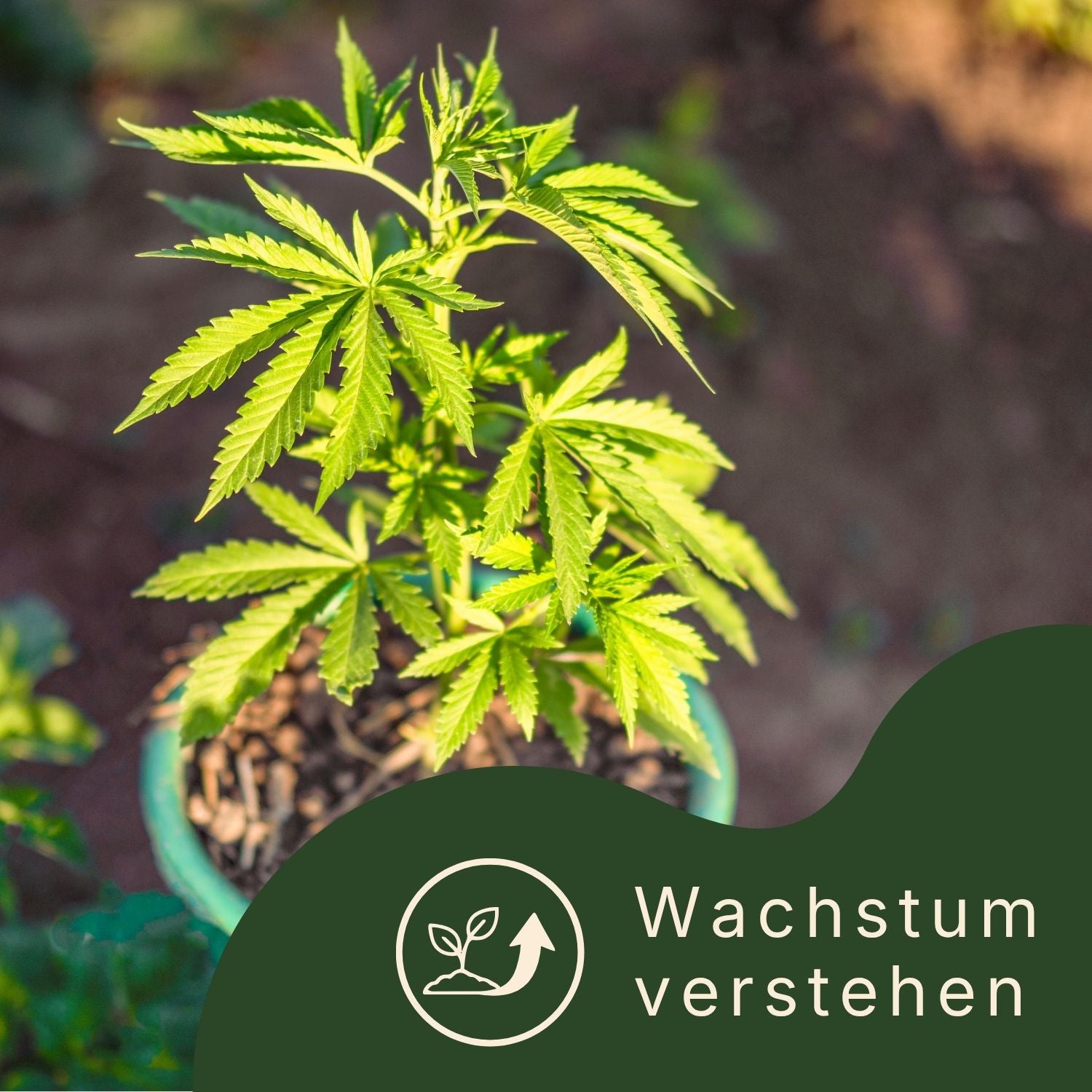 Cannabispflanze im Topf Wachstum verstehen