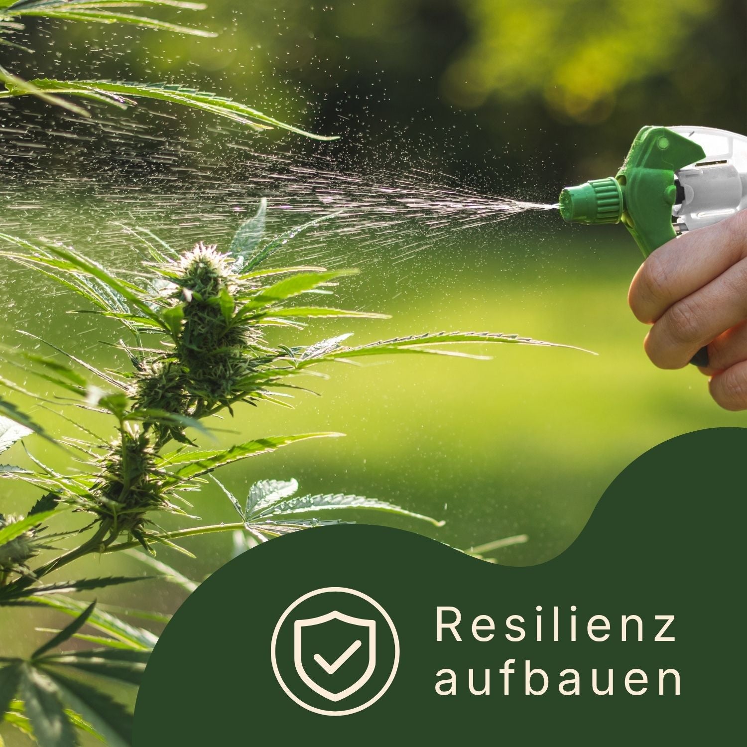 Vitalisierung der Cannabispflanze für Resilienz mit Sprühflasche