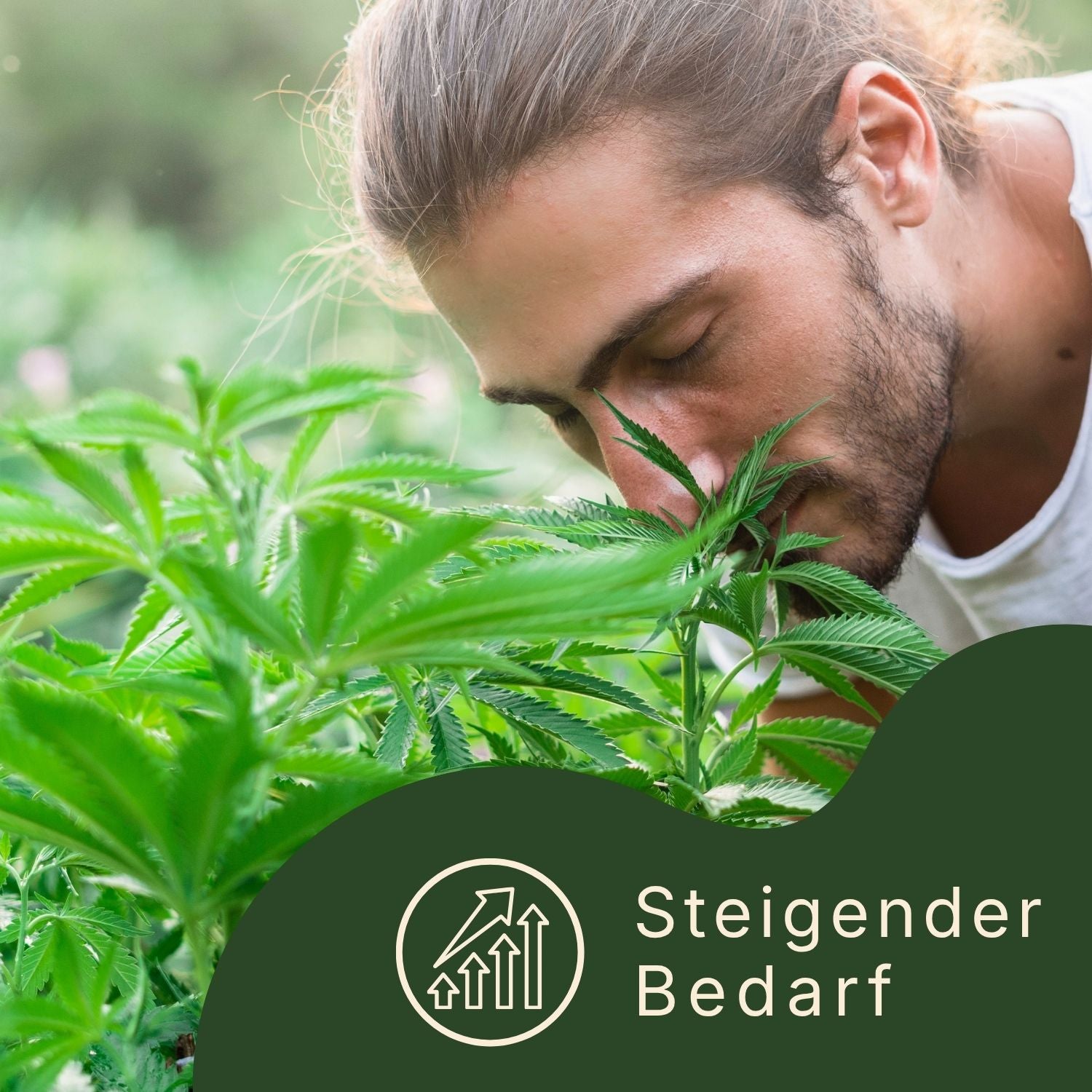 Cannabispflanzen und Ertragssteigerung