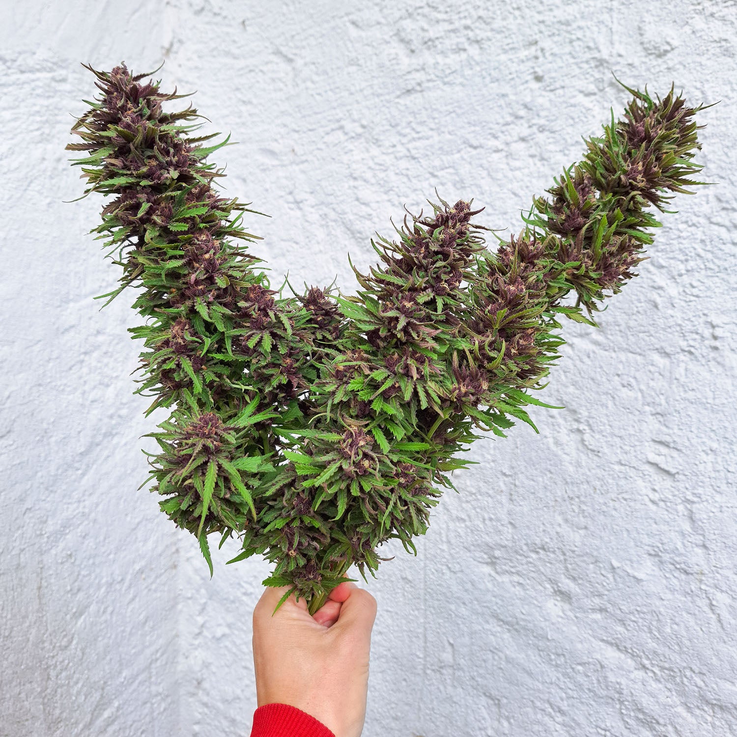 Cannabisblüten Ernte