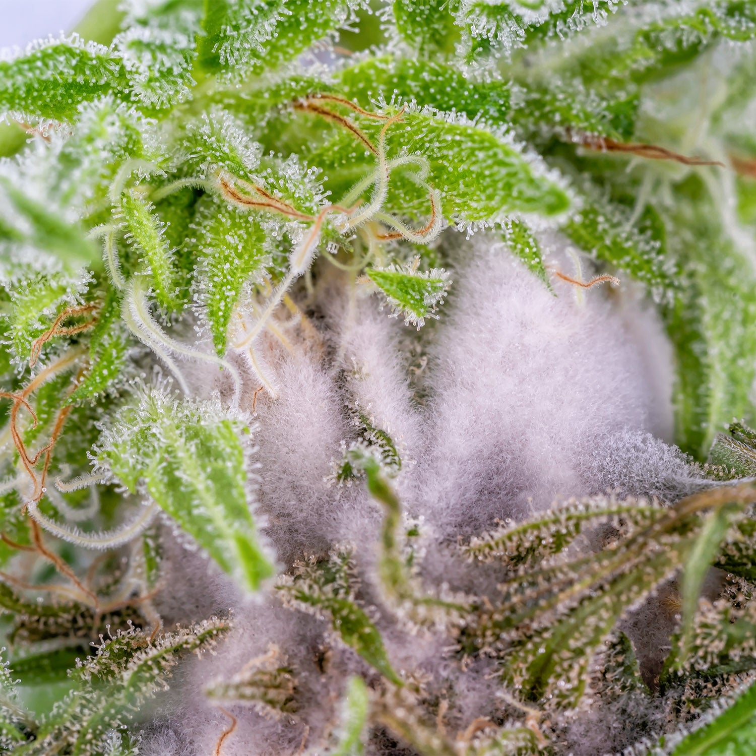 Schimmel bei Cannabispflanzen im Cannabisanbau