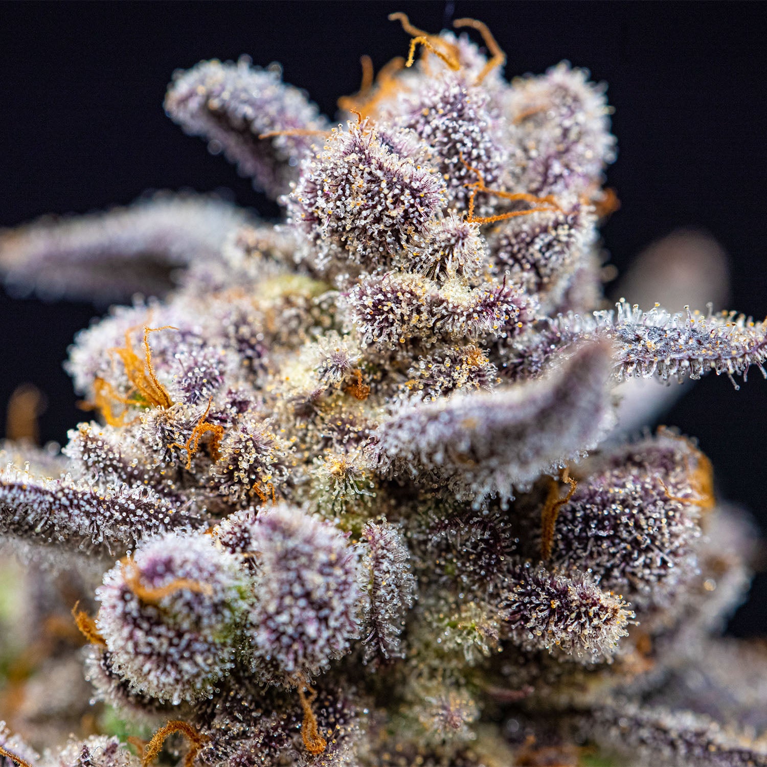 Cannabisblüte und Düngung beim Cannabisanbau