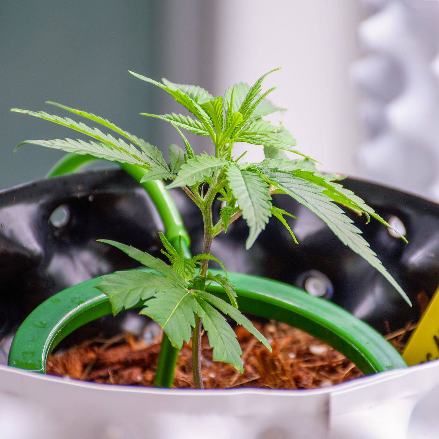 Cannabispflanze und Düngung im Indoorbereich