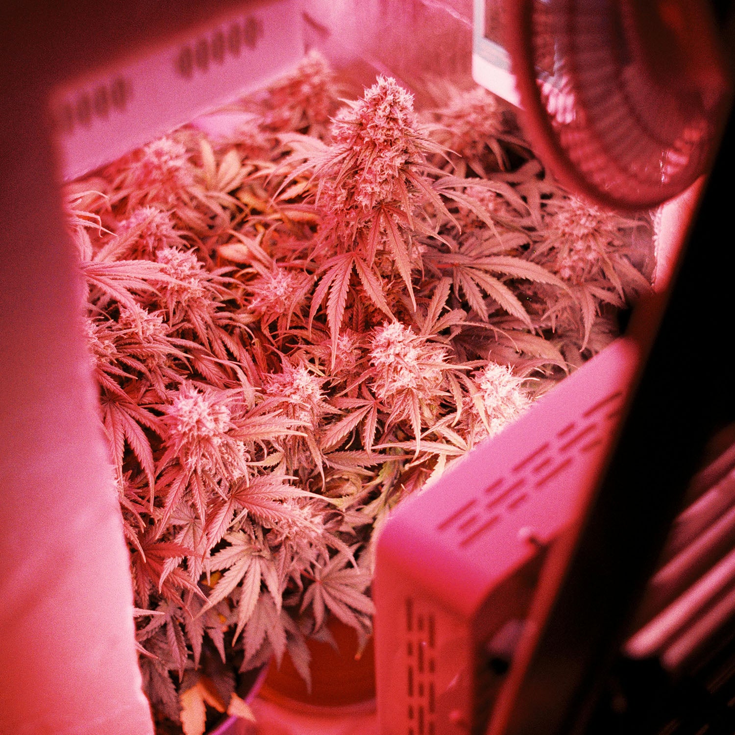Cannabispflanzen im Indoorgrow mit Lampen