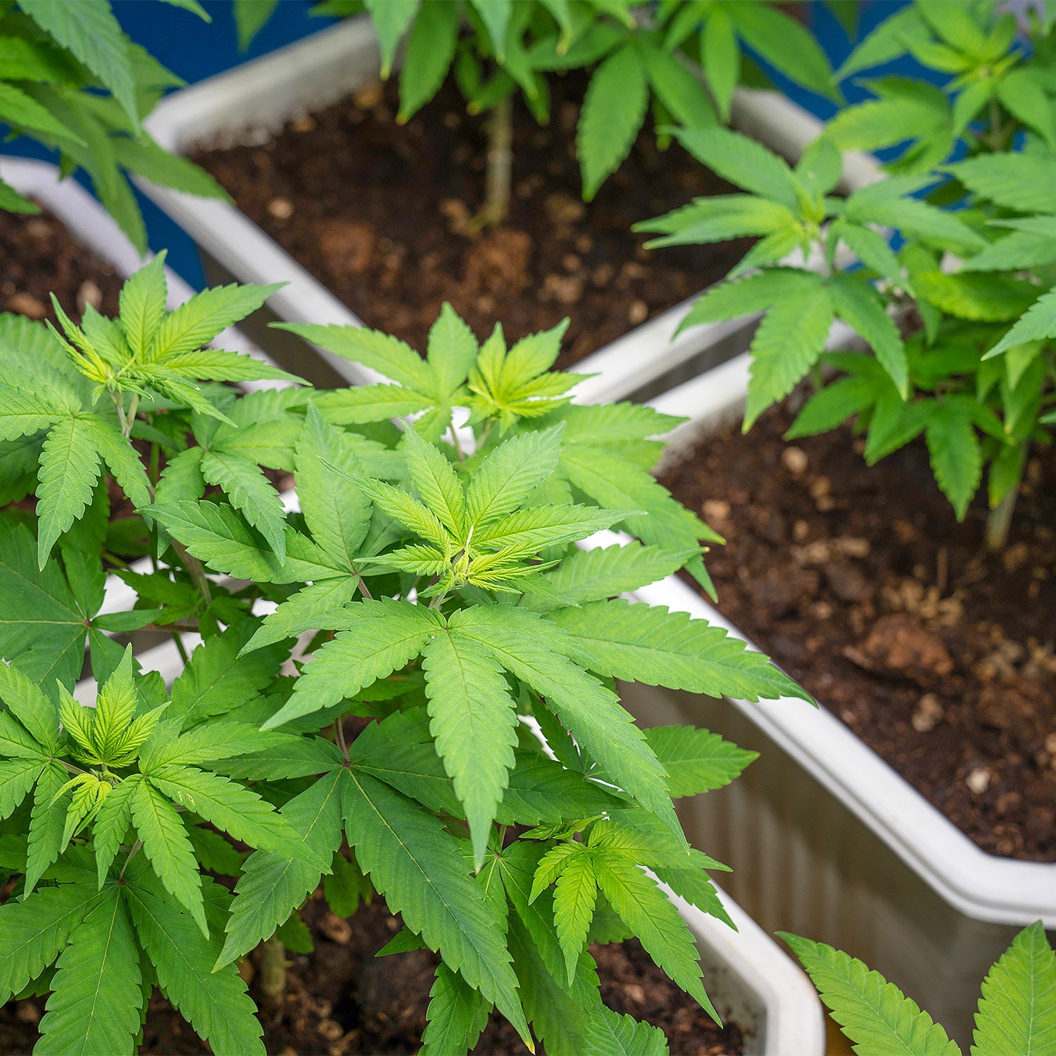 Viele Cannabispflanze im Substrat und Indoor