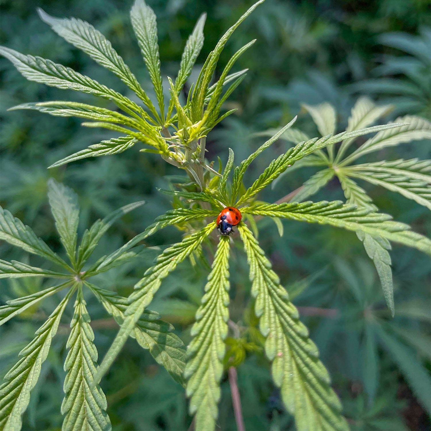 Cannabispflanze im Outdoorbereich mit Marienkäfer