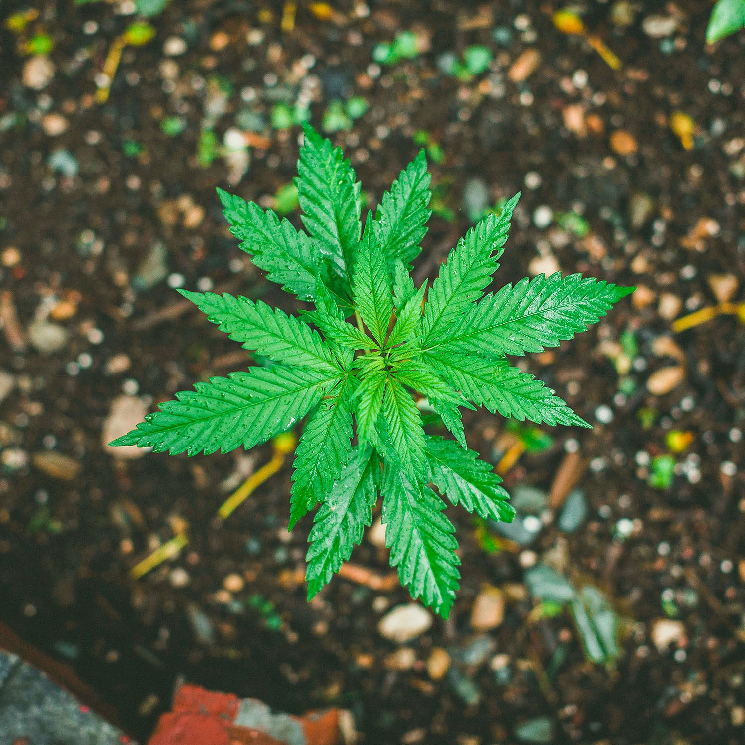 Junge Cannabispflanze von oben fotografiert im Cannabisanbau