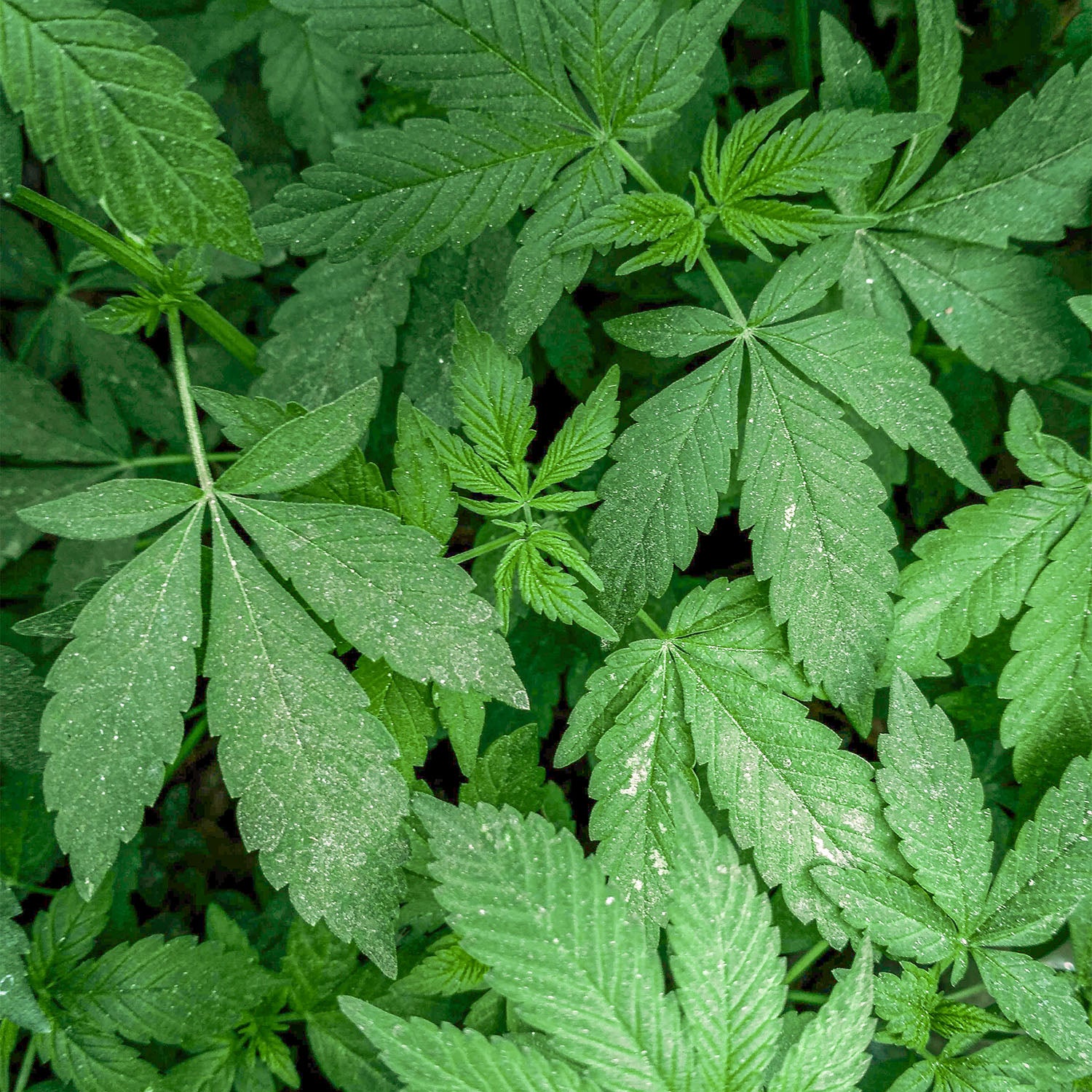 Cannabispflanzen mit Dünger vitalisiert