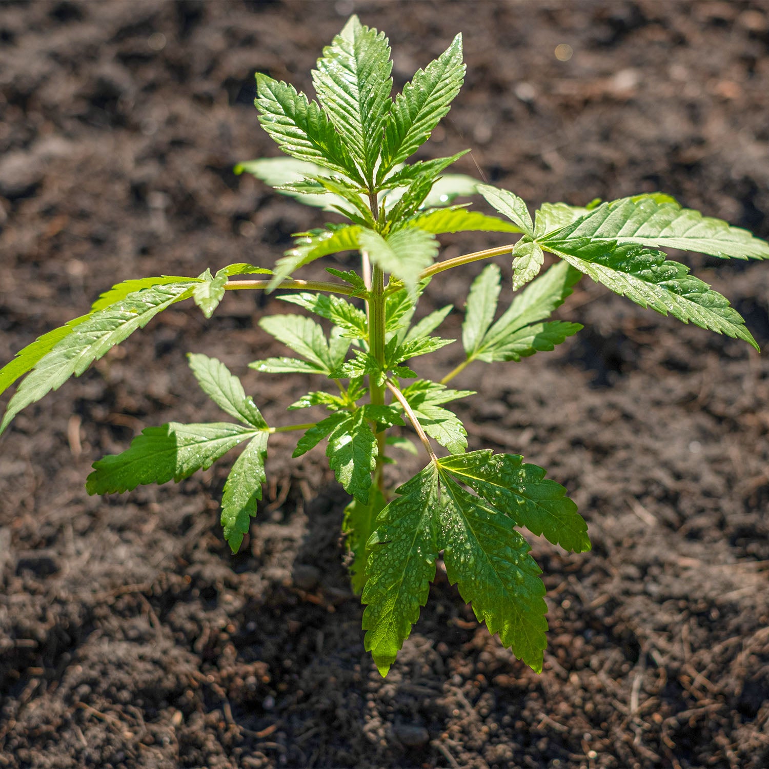 Cannabispflanze im Outdoorbereich