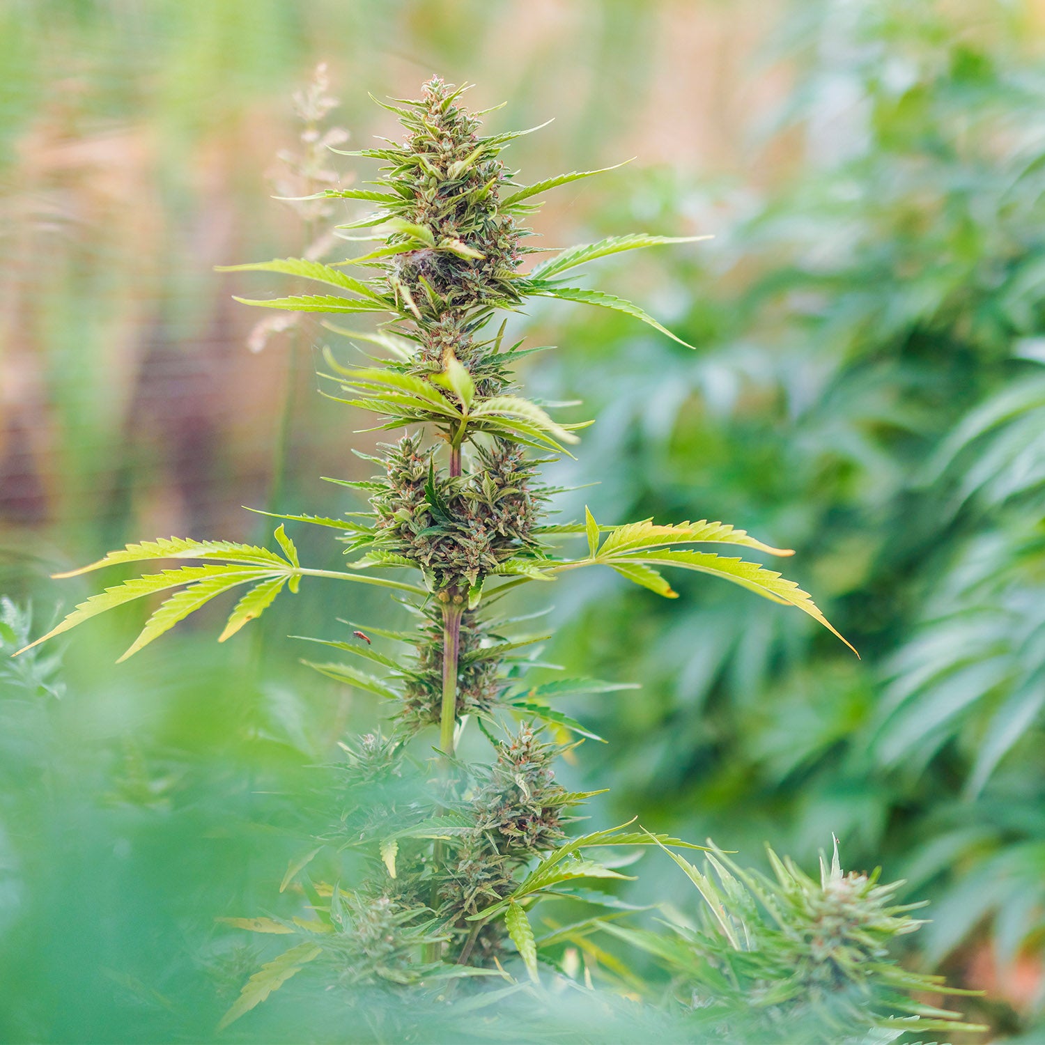 Cannabispflanze im Cannabisanbau