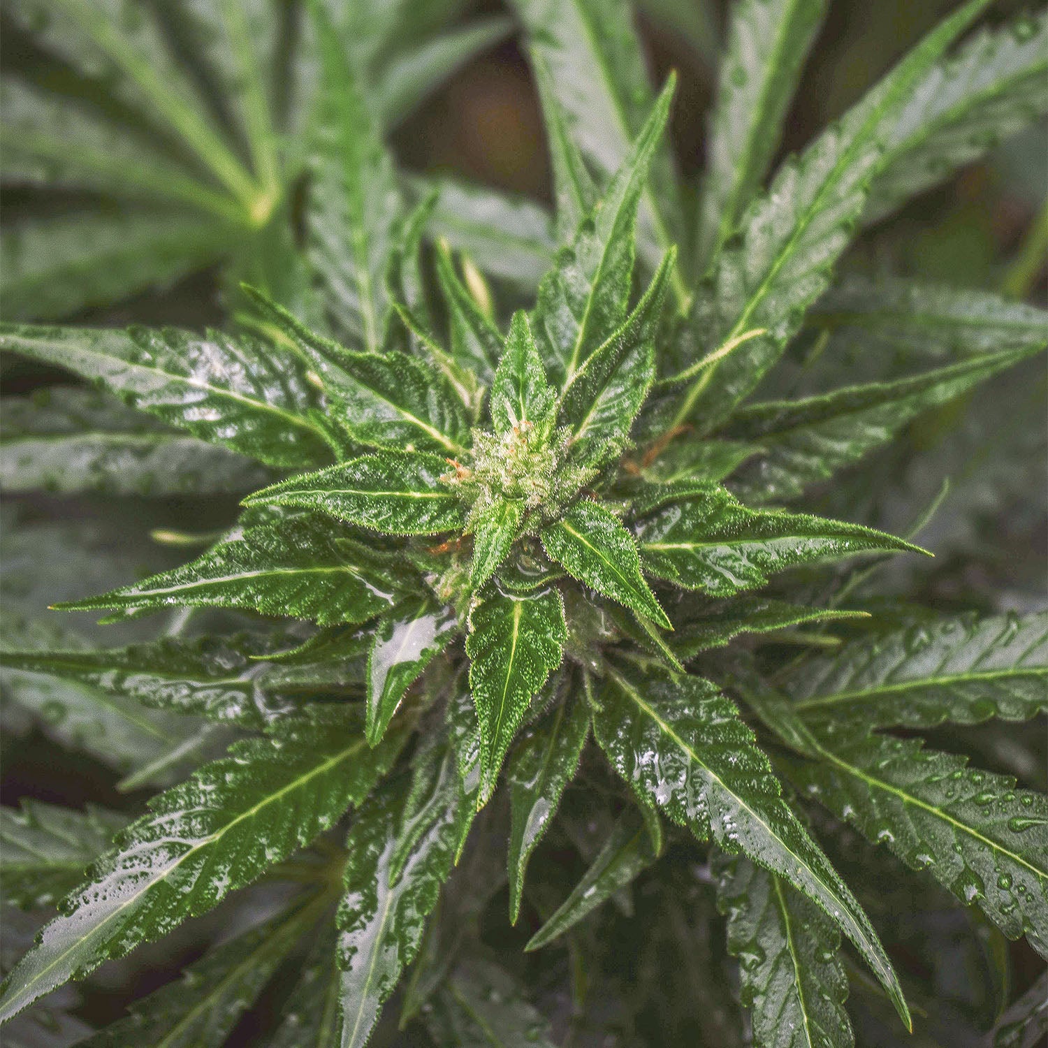 Cannabispflanze mit Blüte von oben fotografiert