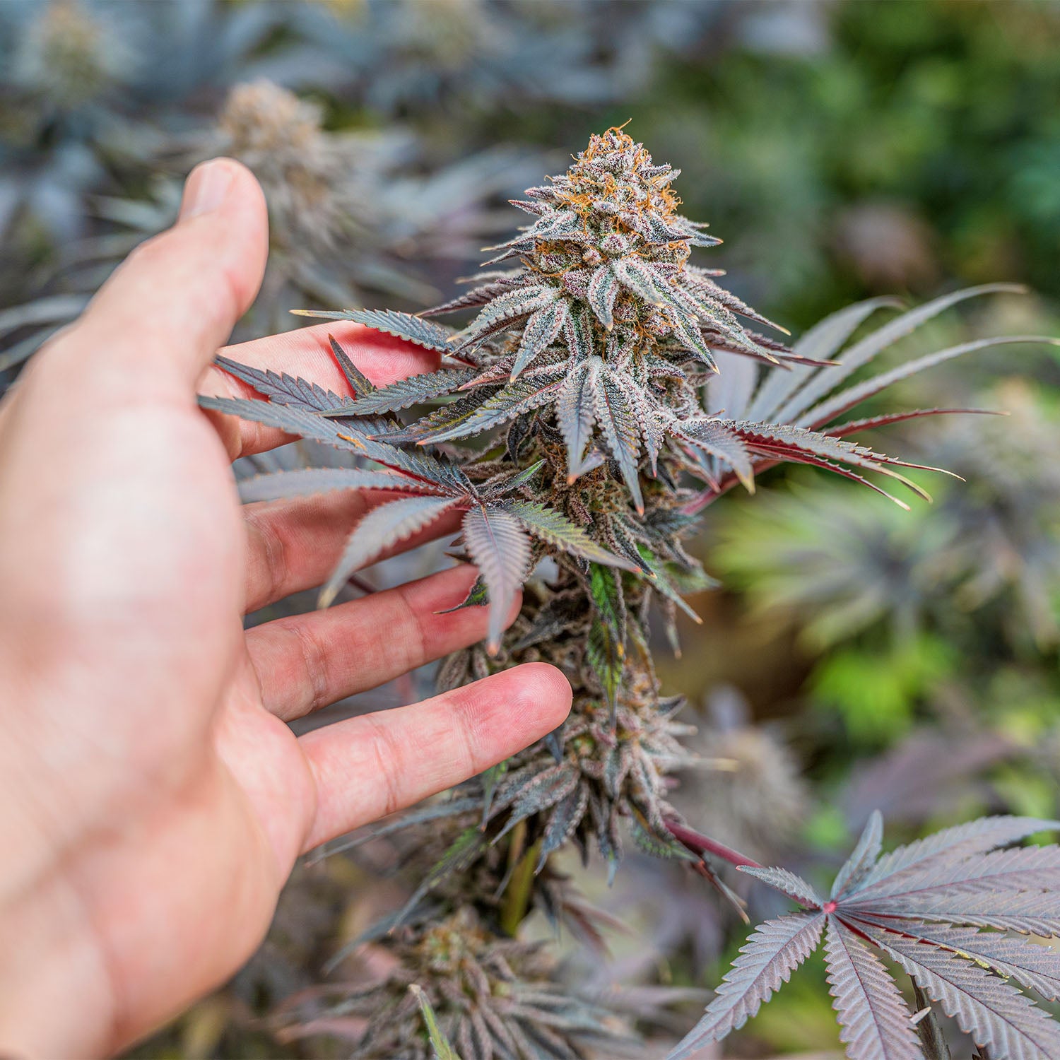 Blüte im Vergleich zu einer Hand