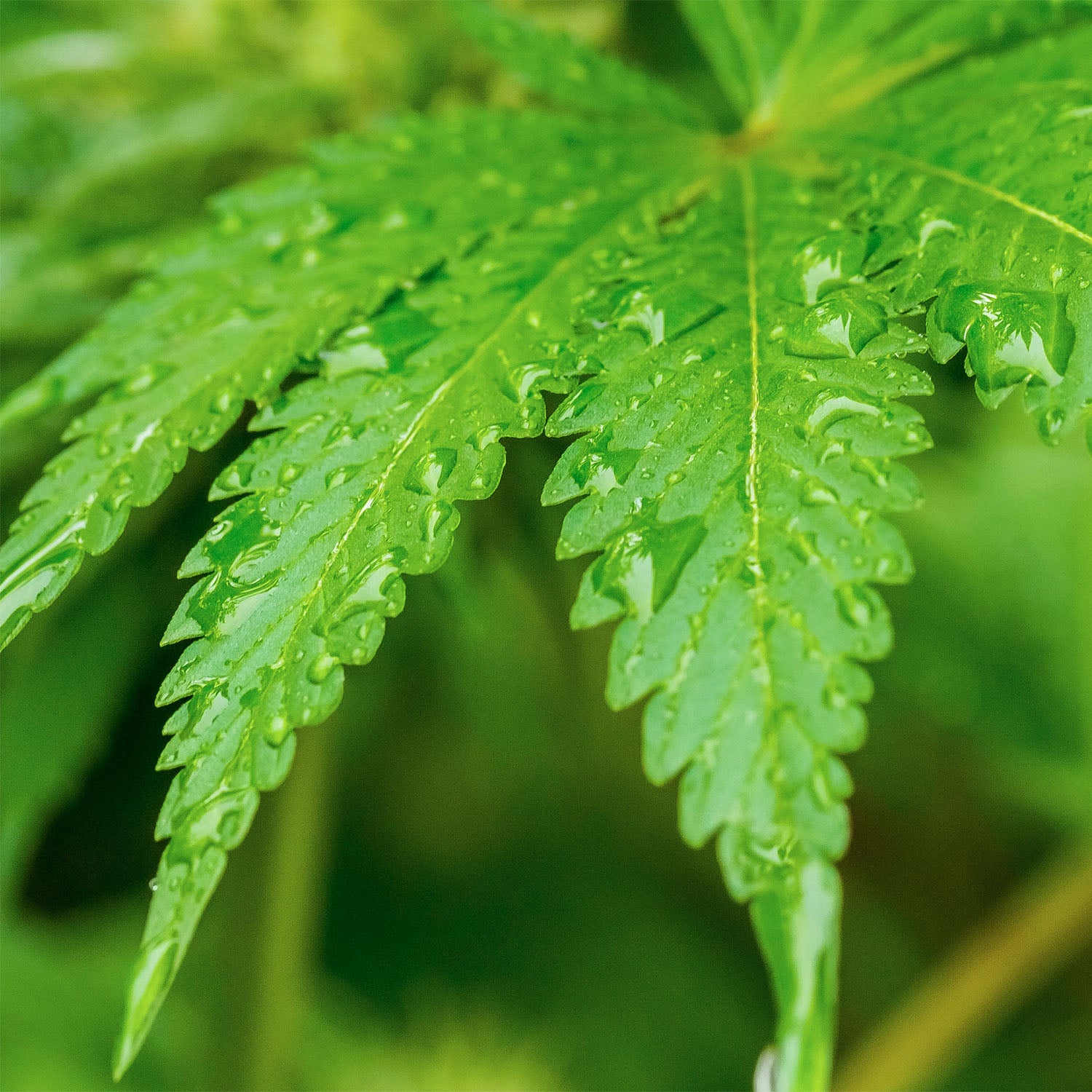 Cannabisblatt nach Vitalisierung im Cannabisanbau