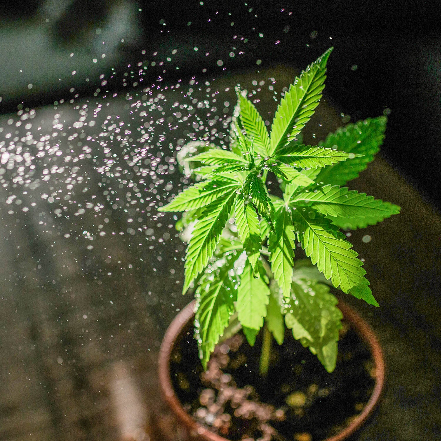 Vitalisierung einer Cannabispflanze im Cannabisnabau