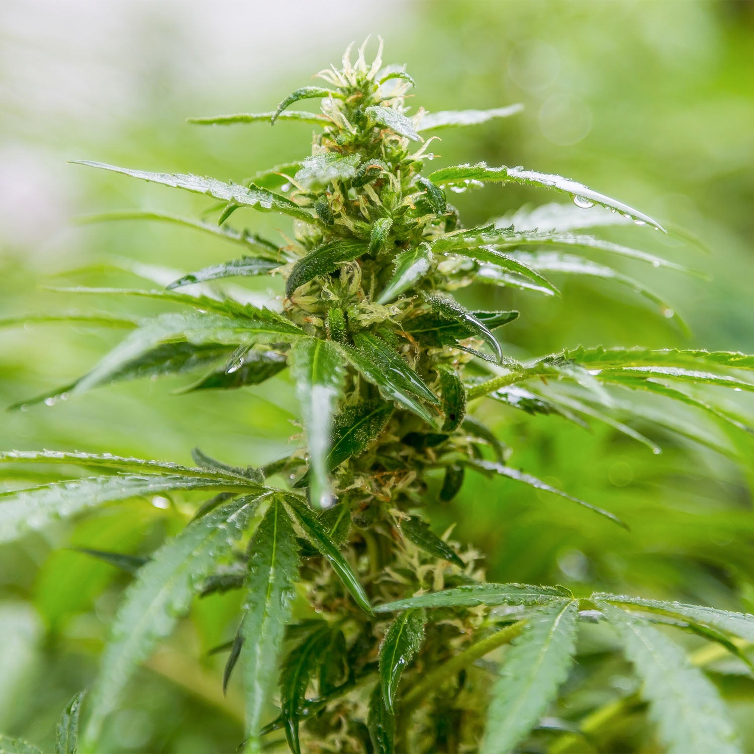 Vitalisierung von Cannabisblüte und -blättern für optimalen Grow