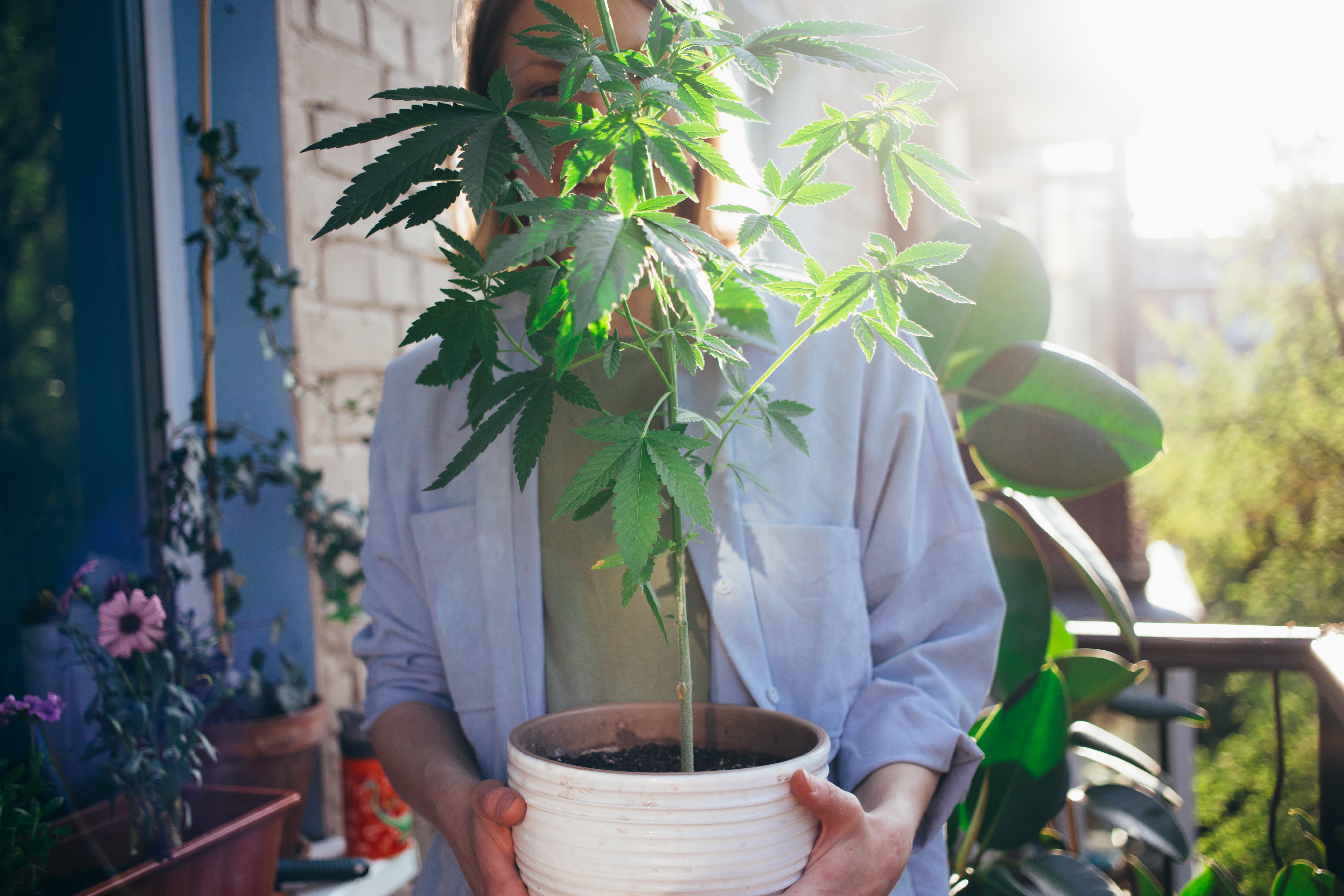 Cannabispflanze im Topf Outdoor