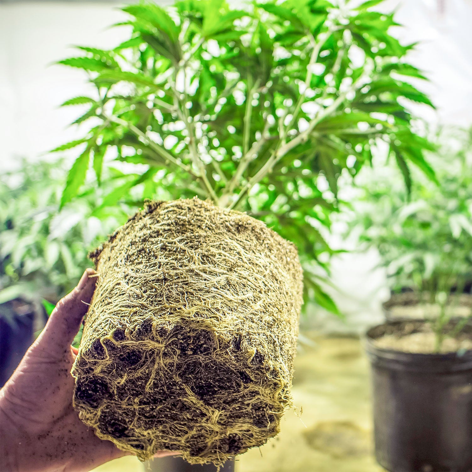 Wurzelwachstum von Cannabispflanze im Topf
